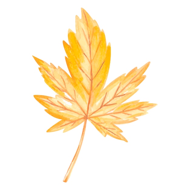 Watercolor yellow Maple Leaf. High quality photo