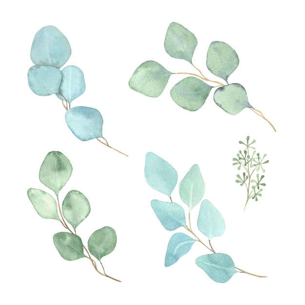 Watercolour eucalyptus branches set