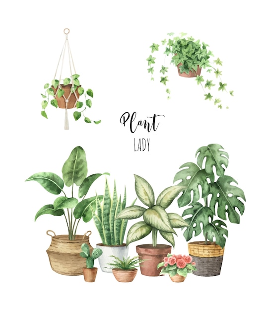 Watercolour vector indoor plants in ceramic pots isolated on white background