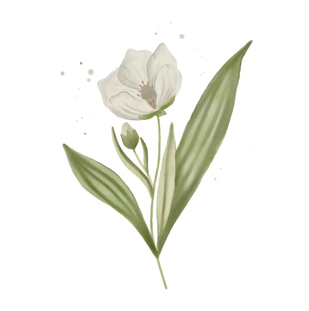 Vector watercolour vector white flower isolated. no background.