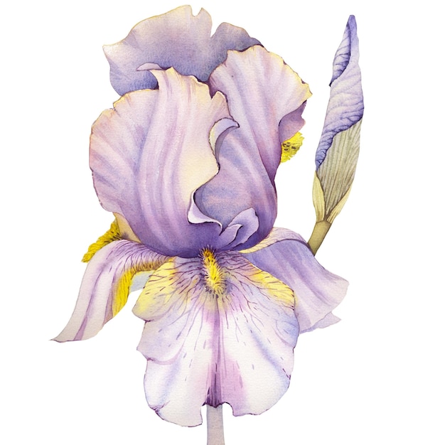 Watercolour watercolor iris flower blue yellow poster print painting flower botanical botanic art