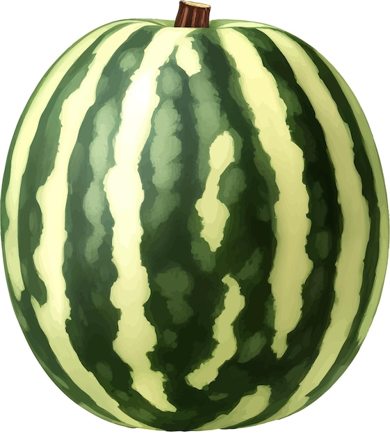 Watermelon Detailed Beautiful Hand Drawn Vector Illustration