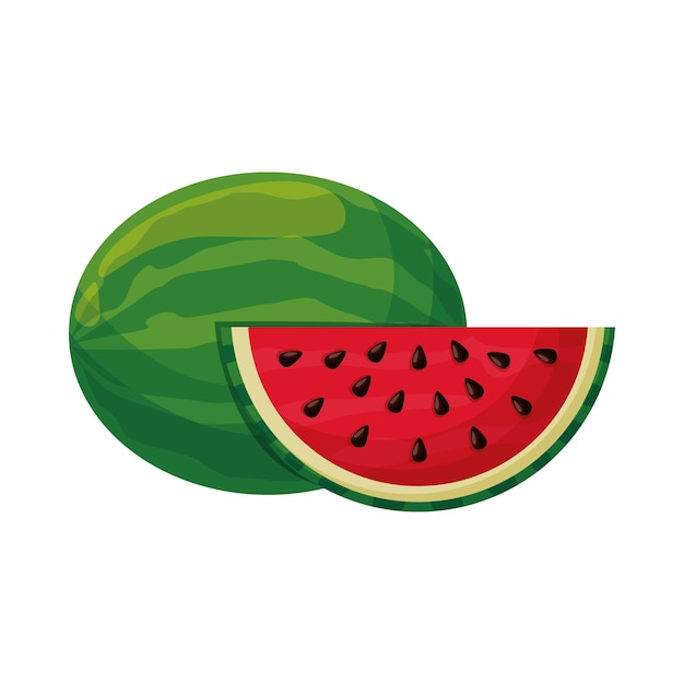 Watermelon fruit vector