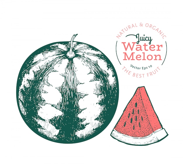 Vector watermelon and a piece of watermelon. hand drawn vector exotic fruit illustration. engraved style fruit. vintage botanical illustration.