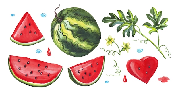 Watermelon set Watercolor Vector