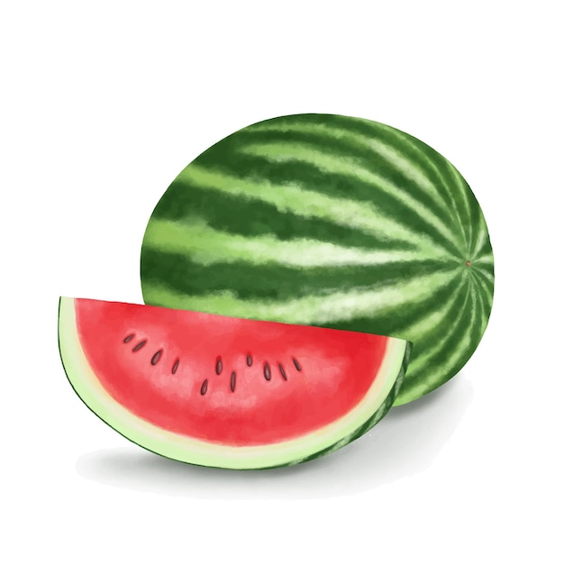 Watermelon succulent fruit drawing on white