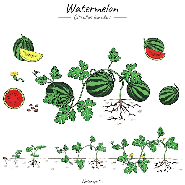 Watermelon Tree with fruits