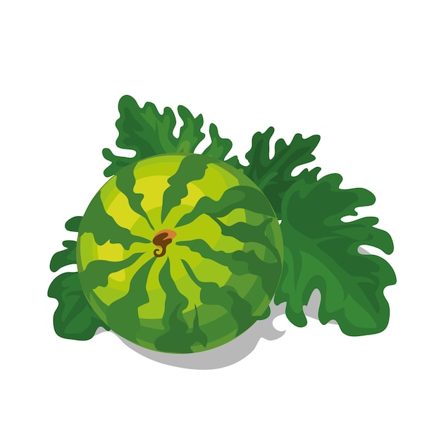 Watermelon vector illustration