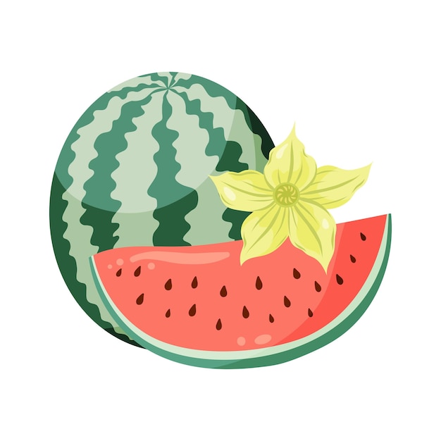 Watermelons composition with whole fruit and a slice watermelon plant flowers Flat vector illustration Tropical fruit drawing for food graphics summer designs menu logo stickers