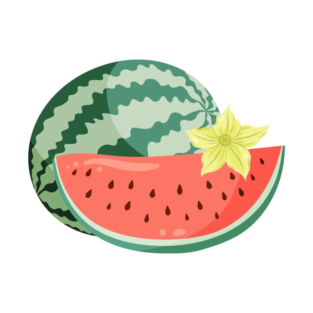 Watermelons composition with whole fruit and a slice watermelon plant flowers Flat vector illustration Tropical fruit drawing for food graphics summer designs menu logo stickers