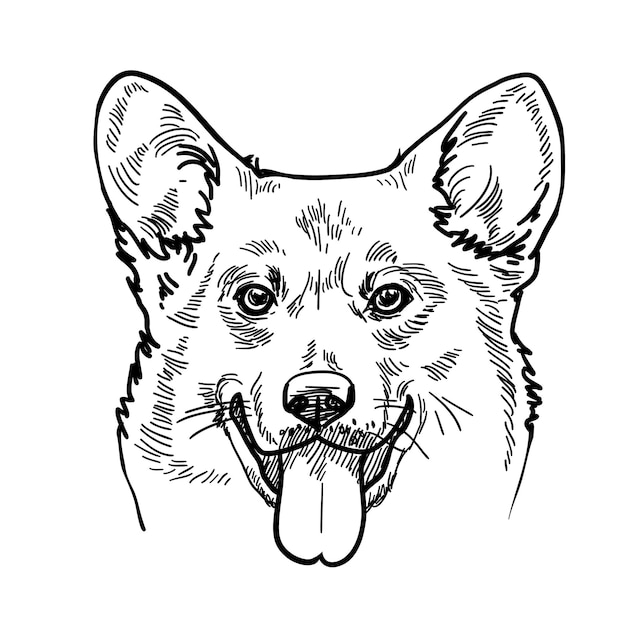 Welsh Corgi a small type of herding dog puppy Vector line pen sketch illustration