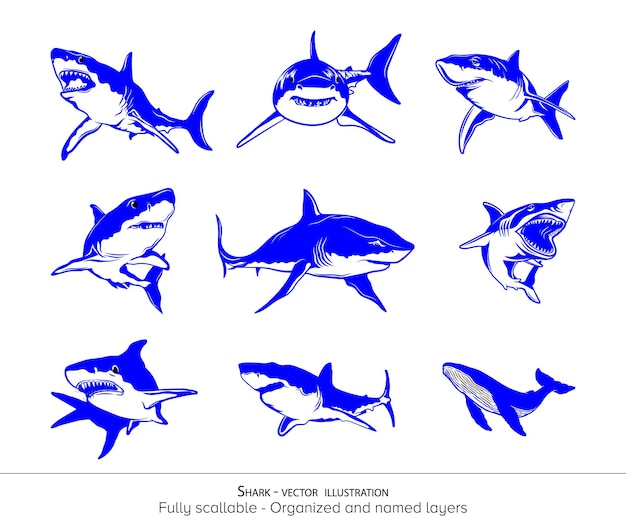 Whale Shark Vector Illustration Set Collection Bundle White Transparent Background