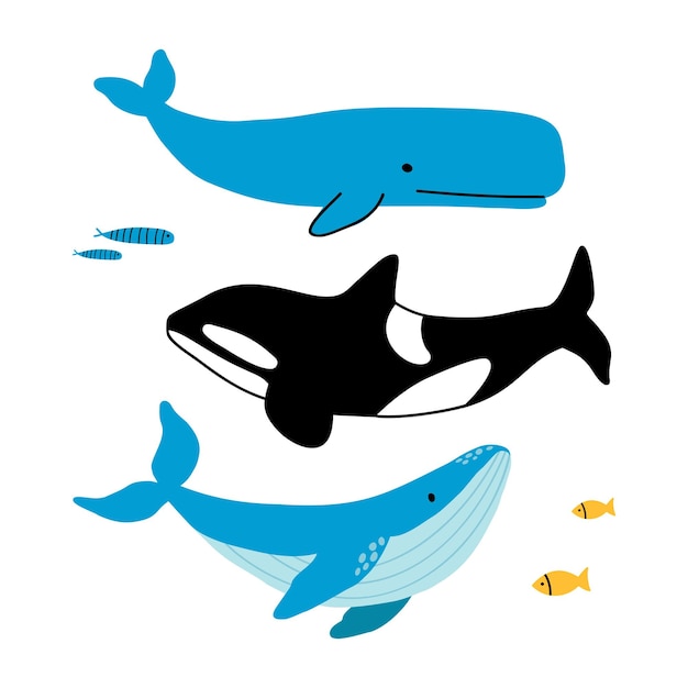 Whales collection flat cartoon hand drawn vector icons Sperm whale orca killer whale and blue whale