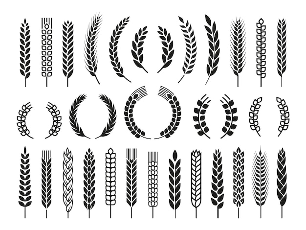 Wheat barley ears oat isolated frames and wreaths Grains graphic rice or malt icons Gluten pictogram cereal silhouettes vector set agriculture symbols of barley and wheat spikelet illustration