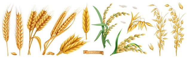 Wheat, barley, oats, rice 3d set