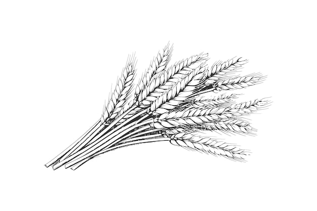 Wheat bouquet sketch hand drawn Vector illustration design