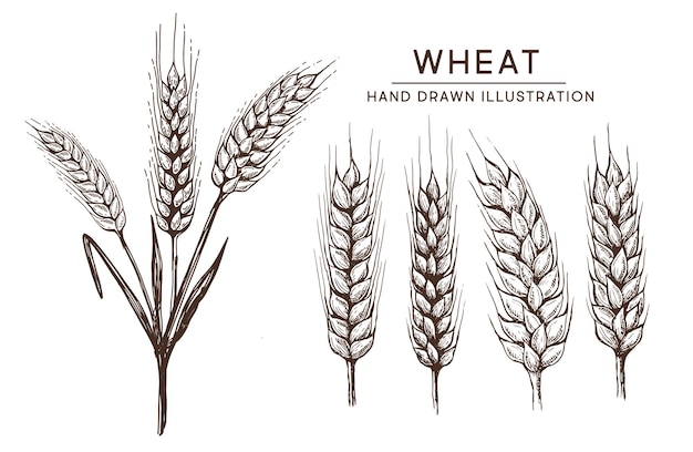 Wheat bread ears hand drawn vector illustration