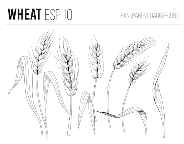 Wheat cereals spikelets Vector background design