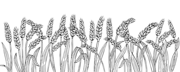 Wheat ear sketch border background cereals ripe spike frame horizontal pattern farm design template