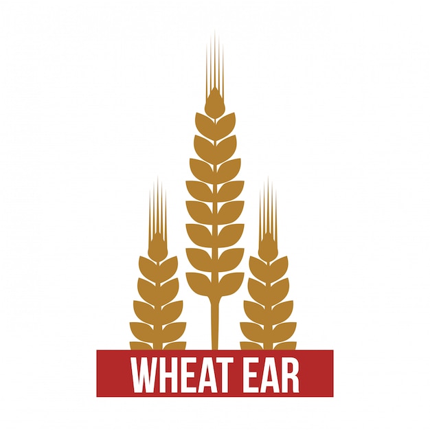 wheat ear 