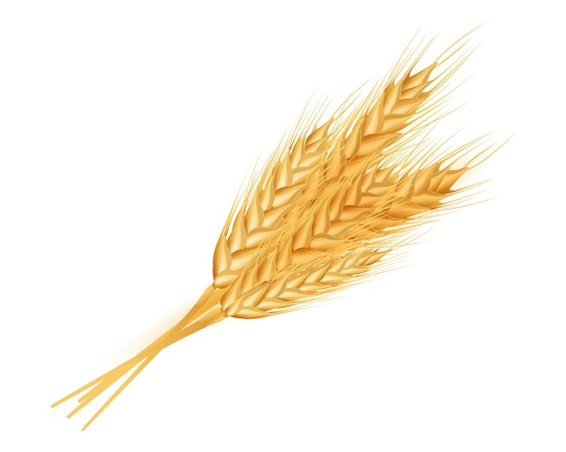 Wheat ears ripe, spikelets and grains.  
Design element for organic products, bakery, farming.
Isolated on white background.
Vector illustration.