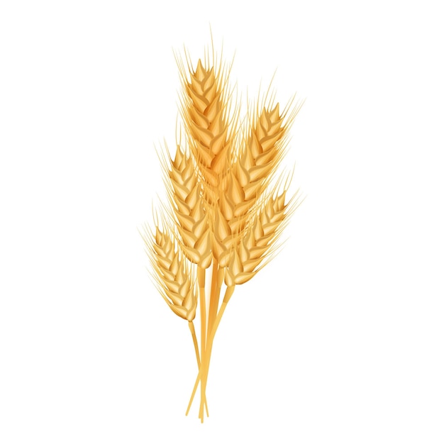 Wheat ears ripe spikelets and grains Isolated on white background
Vector illustration