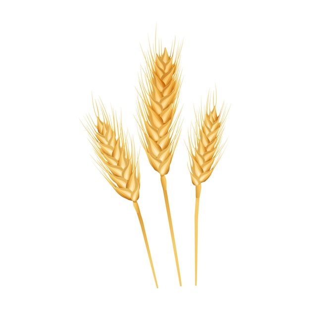 Wheat ears ripe, spikelets and grains. Isolated on white background.
Vector illustration.