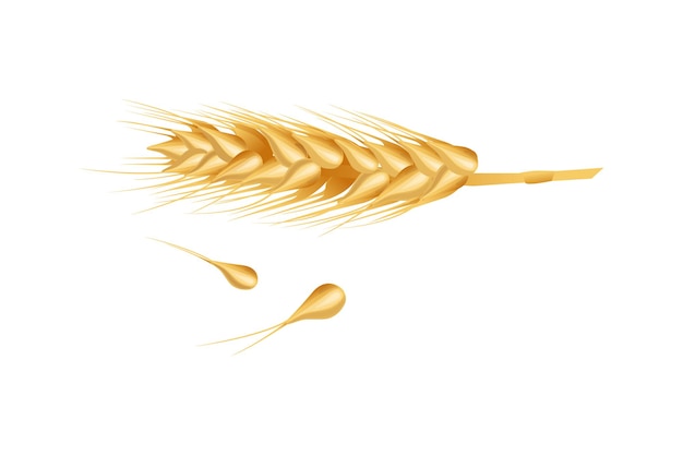 Wheat ears ripe spikelets and grains Isolated on white background
Vector illustration