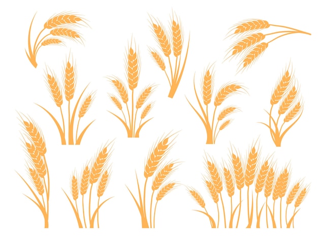 Wheat ears set Oat rye or barley spikes for design beer bread flour packaging Symbols for healthy natural farming food whole organic spikelets elements on white vector illustration