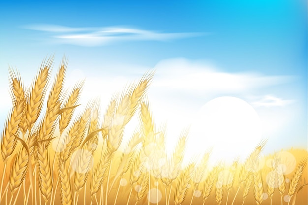 Vector wheat field autumn farm sunrise with blue sky sun on oats rye ear harvest golden grain food flour sunset scenery rural landscape summer countryside vector illustration background