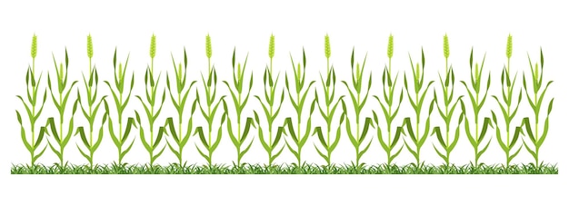 Wheat field background vector illustration of cereal plantation