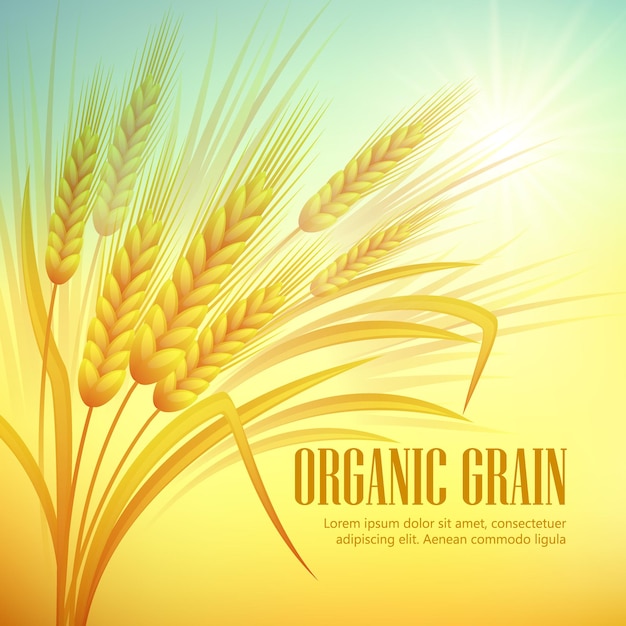 Wheat field illustration. Organic grain