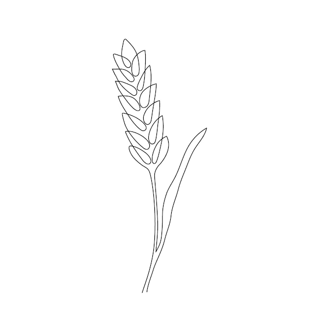 Wheat grain ear nature bread one single continuous art line. Sketch of wheat rice corn oat ear grain