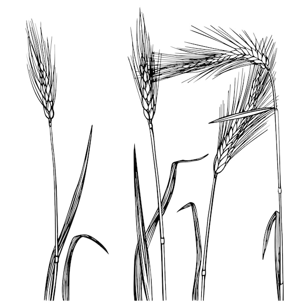 Wheat. A hand-drawn meadow with wildflowers. Black and white doodle of wildflowers and herbaceous pl