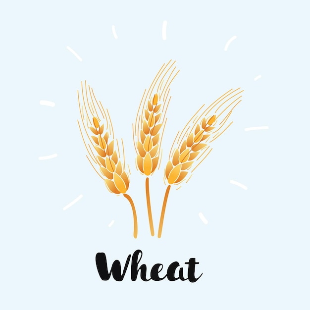 Wheat icon on white background