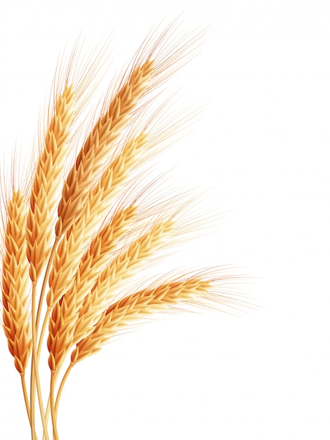 Wheat isolated