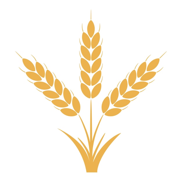 Wheat or rye ears with grains. Bunch of three yellow barley stalks. Vector illustration.