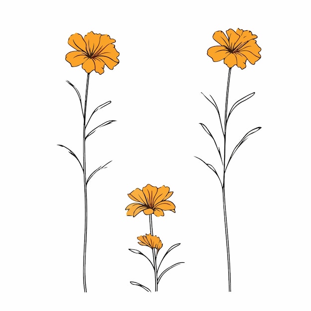 Vector whimsical marigold outline illustration with intricate details