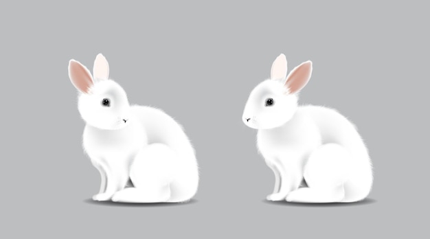 White adorable rabbit Bunny sitting on isolated white background