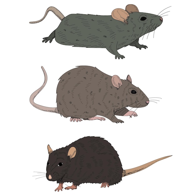 White background rat mouse set