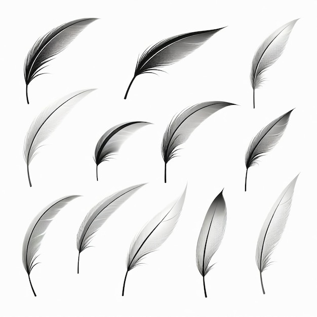 Vector a white background with black feathers and the words feather on it