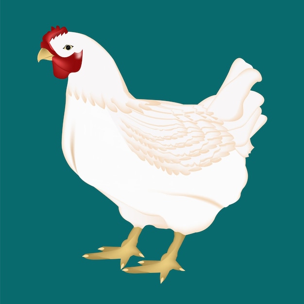 White beautiful hen vector design