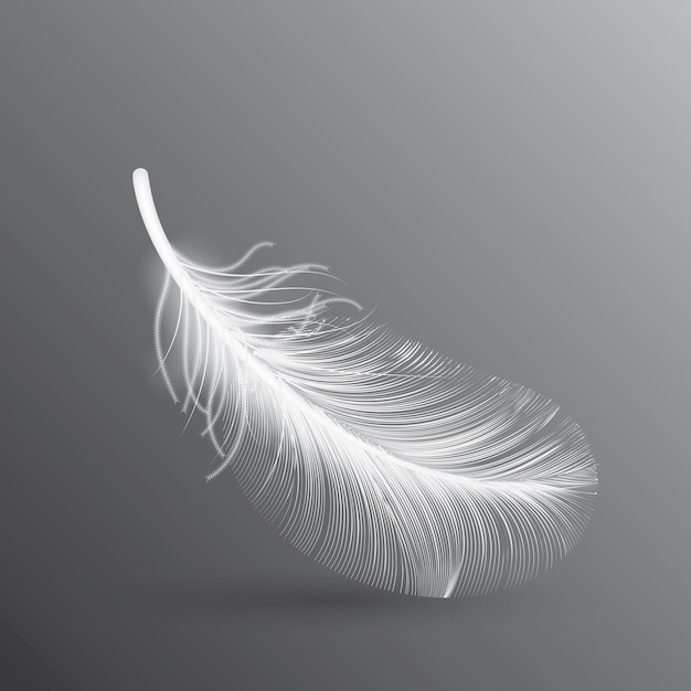 White bird feather  illustration