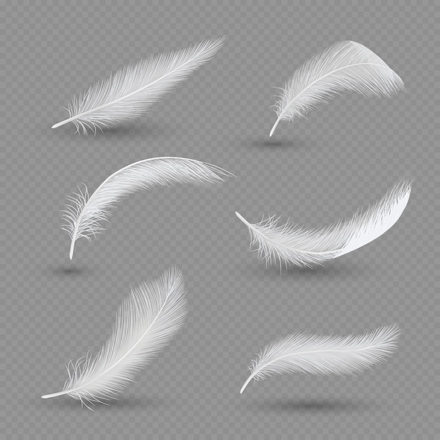 White birds feather  set,  realistic 