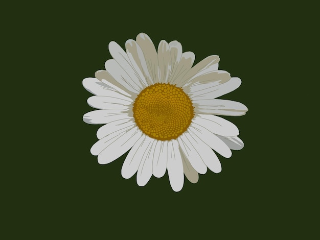 White chamomile on a green background.