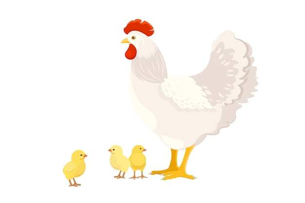 White chicken with chicks on white background