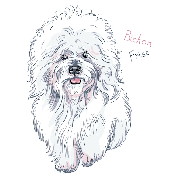 Vector  white cute dog bichon frise breed