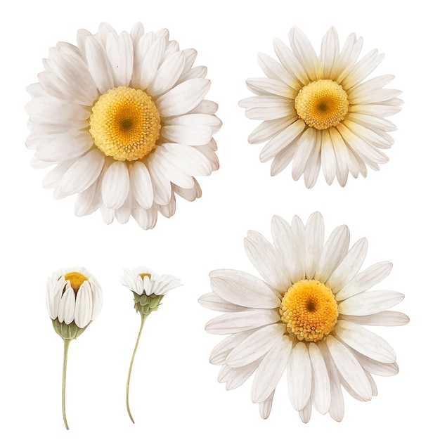 White daisy flower watercolor paint collection