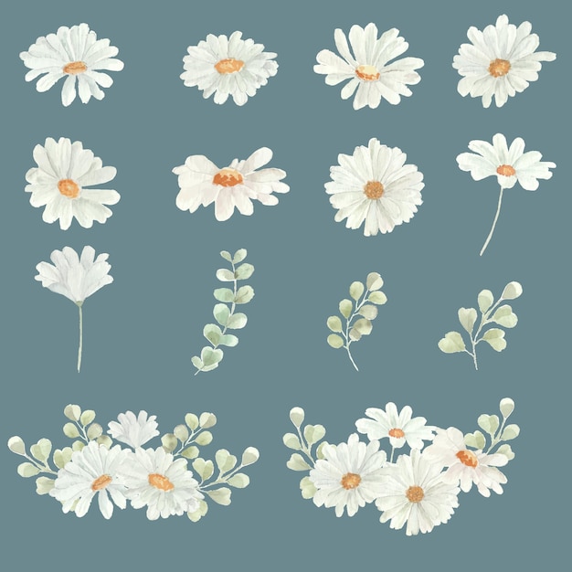 White Daisy Watercolor Flower and Leaves Clipart