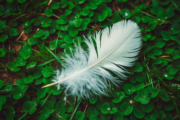 Vector white feather